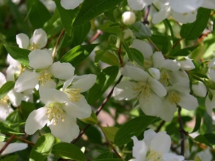 Philadelphus coronarius - Mock Orange